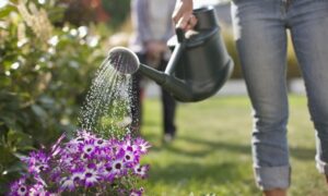 regar-plantas-300x180 VERANO EN BARRANCAS: LA COOPERATIVA DE AGUA POTABLE "COSBA" Te recuerda la necesidad de hacer un uso responsable del agua potable.